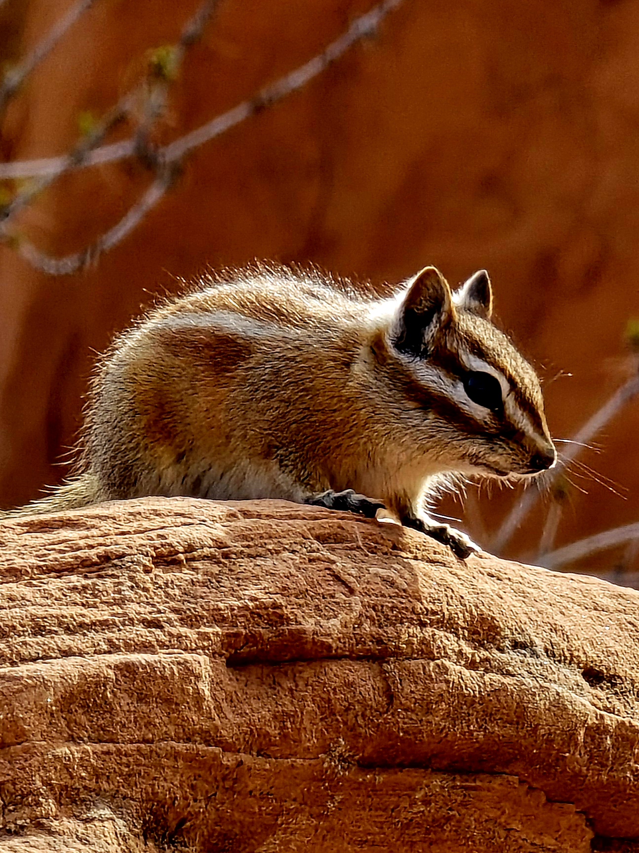 Chipmunk ad Arches